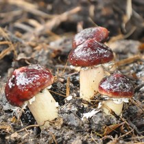 Yue Mushroom Niang big ball Mushroom mushroom package mushroom stick edible fungus interesting breeding Mushroom Mushroom mushroom planting fungus bag