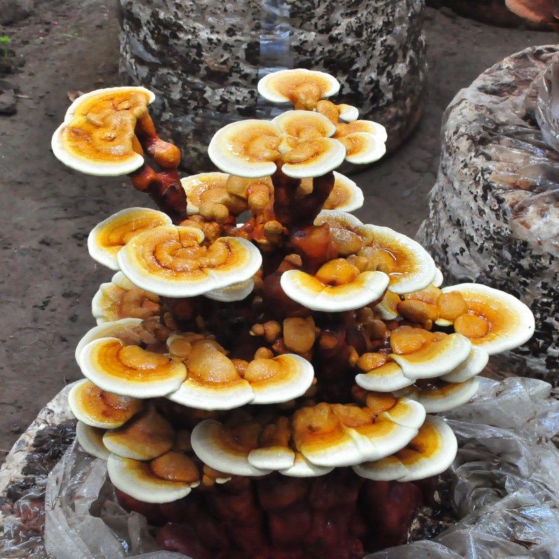 Yue Mushroom Niang Ganoderma spp Mushroom Mushroom mushroom fungus package balcony red Ganoderma lucidum