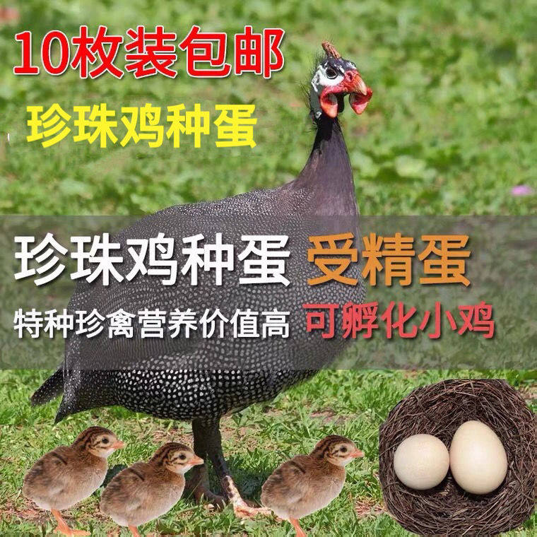 Pure-bred pearl cotton chicken high-yield rare bird native chicken eggs 10 pearl chicken eggs fertilized eggs can hatch eggs