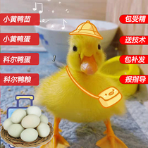 Duck eggs Fresh white-feathered pet duck Kolda duck children accompany fertilized eggs to hatch