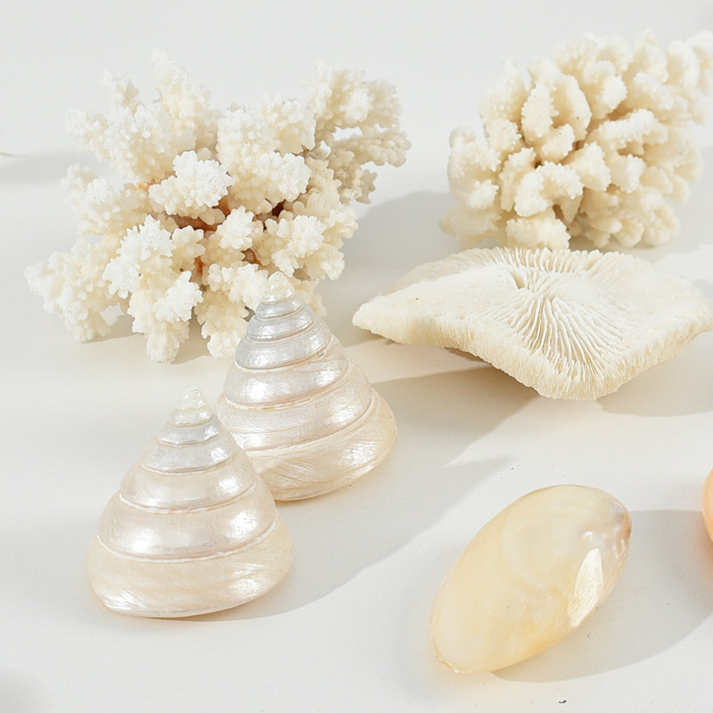 Natural Shells Sea Snail Sea Star White Sand Black Sand Photo Props Sea Star Decoration Photography Shooting Props Background Matching