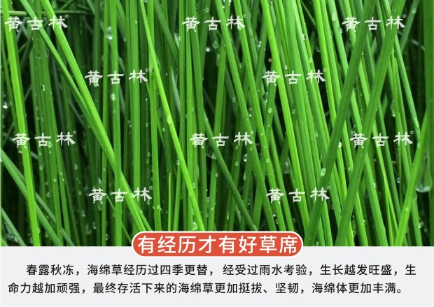 Huang Gu Lâm Hải bông rơm mat con thở giường đơn ký túc xá 0,9 m 1 m dày tùy chỉnh tự nhiên ngủ mùa hè mat - Thảm mùa hè chiếu trúc cao sơn
