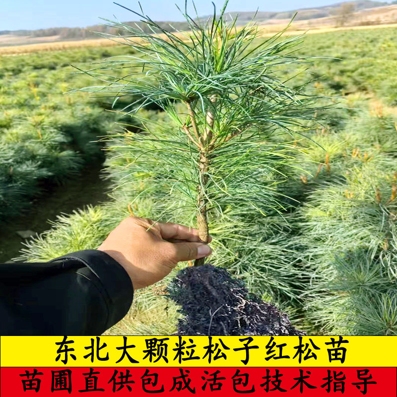 东北红松树苗果松塔松耐寒大树嫁接红松树活体圃直供!庭院造景+生态种植新宠,抗冻又出片!-行道树-淘宝好物网