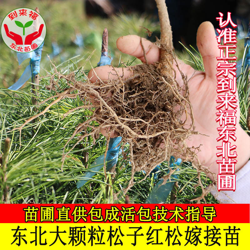东北红松树苗果松塔松耐寒大树嫁接红松树活体圃直供!庭院造景+生态种植新宠,抗冻又出片!-行道树-淘宝好物网