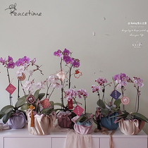 peacetime Spring Festival New Years Eve Flower Phalaenopsis Orchid Base Wrapped Cloth Cover