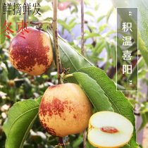 Winter jujube fresh 5kg spot spot jujube fresh fruit fresh jujube crispy sweet jujube green jujube pregnant woman fruit Dali winter