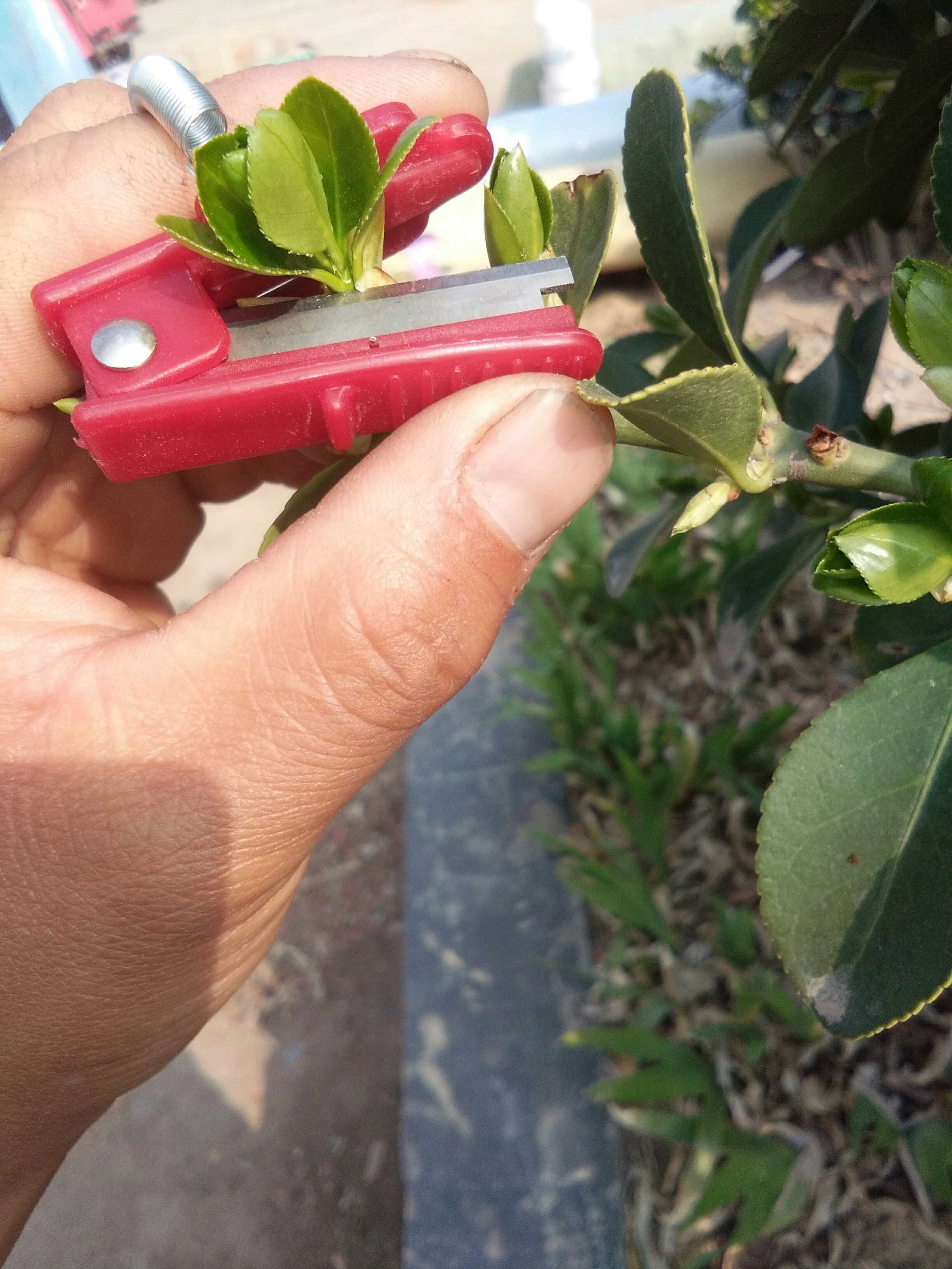 Pick Divine Instrumental Finger Ring Knife pick Cucumber Grape God with various melon and fruit picking knives-Taobao
