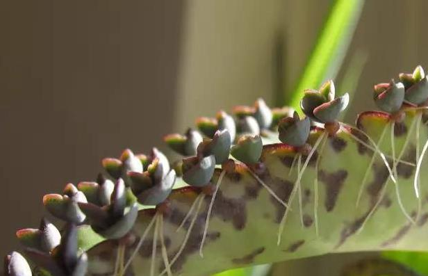 最齊全的品種 Mdash Mdash 多肉植物不死鳥 淘寶海外