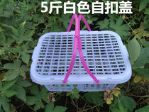 5 kg bayberry basket Strawberry basket Plastic fruit basket loquat basket mulberry picking basket grape egg basket