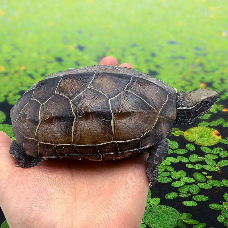震惊！外塘中华草龟真的能活100年？养龟新手必看的长寿玄学！🐢-龟-淘宝好物网