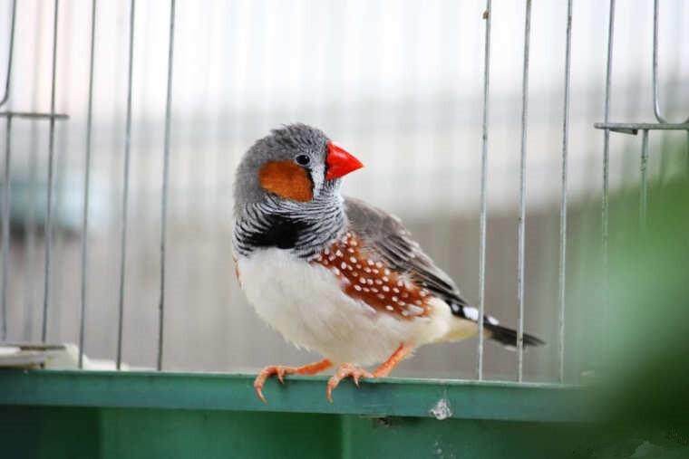 珍珠鳥好養嗎 珍珠鳥飼養技巧 淘寶海外