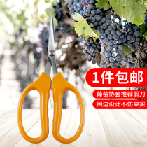 Head scissors for grape repair special scissors fruit flower art gardening fruit fruit potted fruit fruit potted