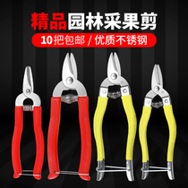 Orange citrus picking and cutting Fruit tree pruning knife orange pepper special fruit cutting tomato grape loquat fruit picking