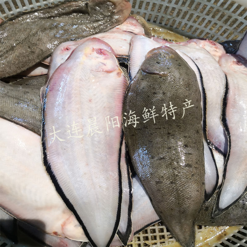 新鲜大踏板鱼到底是什么?比目鱼、鳎目鱼、牛舌头子怎么选?-比目鱼-淘宝百科网