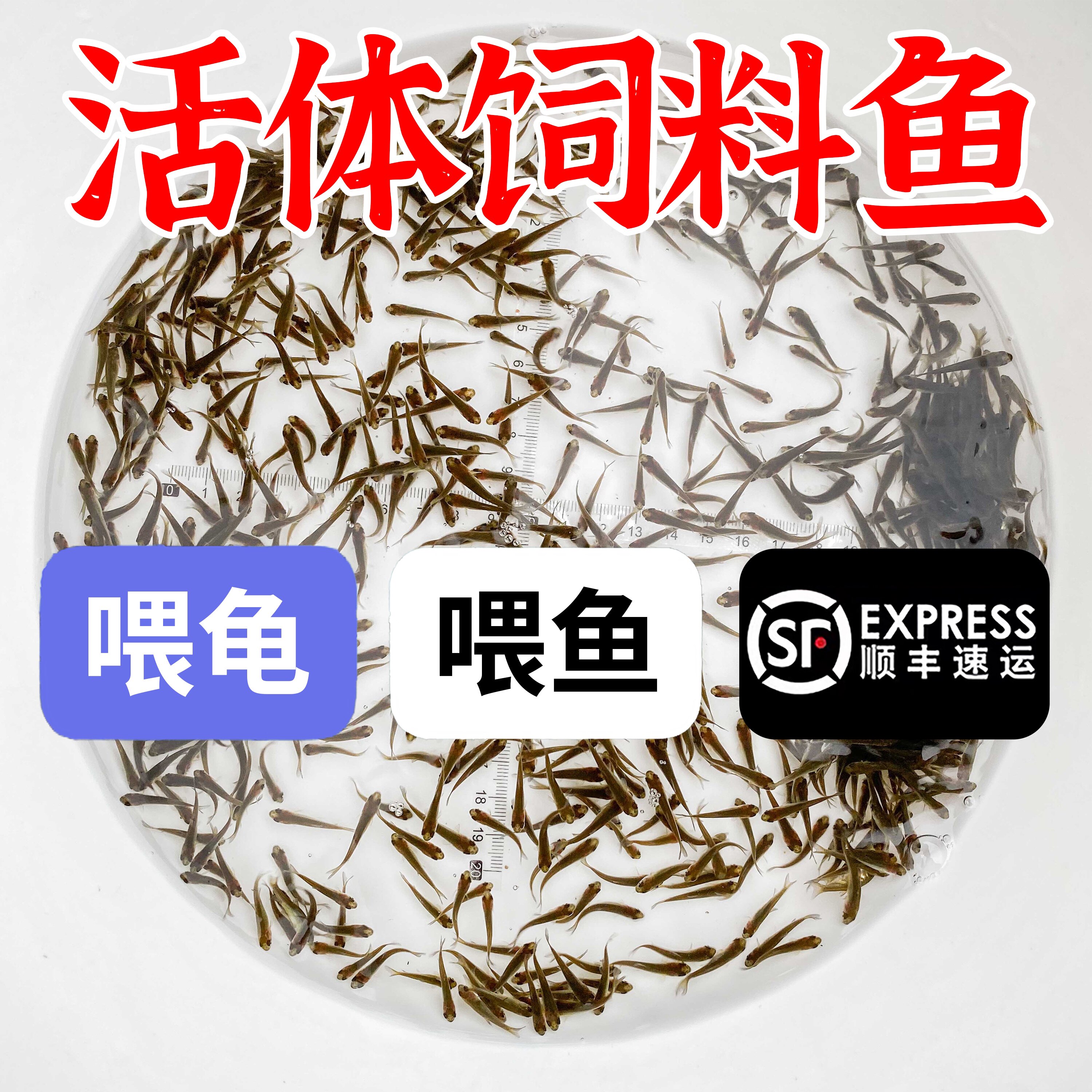 中国饲料鱼大王