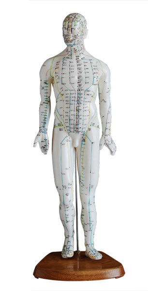 人体针灸模型(男性)46cm