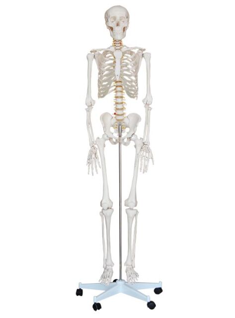 人体骨骼模型（高170cm）