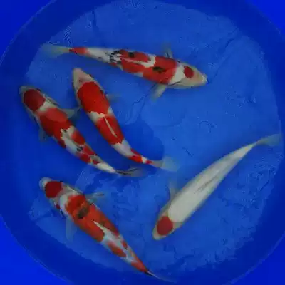 花旺魚紅白日本純種錦鯉魚活體觀賞魚巨型黃金淡水魚魚缸大型活魚 花旺魚紅白日本純種錦鯉魚活體觀賞魚巨型黃金淡水魚魚缸大型活魚
