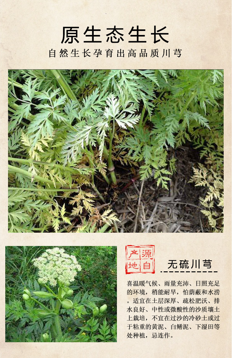 川芎中药材特级正品生川弓片粉老川穹酒制川芎现货批发川芎煲汤料-阿里巴巴
