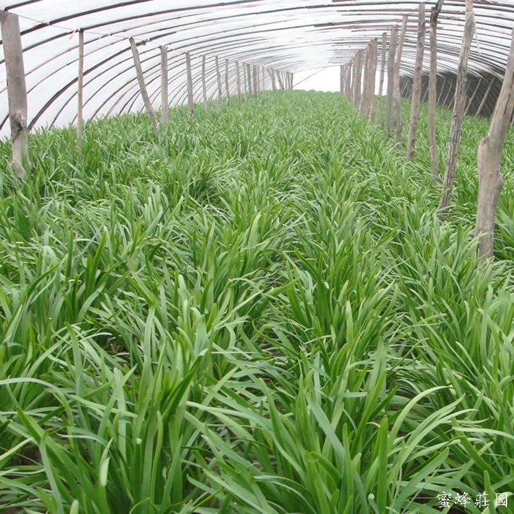 Seasonal sowing leek seeds, potted vegetable seeds on the balcony of farm families, broad-leaf snow leek king 100 grains/bag