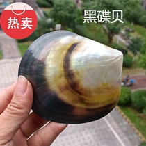 Natural black saucer shell conch fish tank landscaping ornaments lacquerware inlaid DIY jewelry jewelry tray shooting props