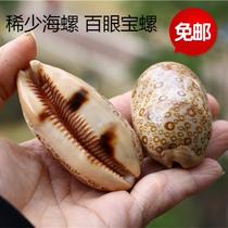 Natural conch shell rare specimen snail hundred eyes treasure snail fish tank aquarium aquarium aquarium landscape decoration home collection ornaments