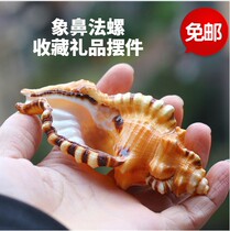 Natural conch shell elephant nose snail tiger head snail collection aquarium fish tank home decoration coral