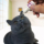Глазные капли для собак Xinghui See Big Micro Element Cat Eye Drops Уход за кошачьими какашками для домашних животных Померанский шпиц Снимает следы слез mini 3