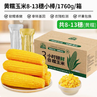 【刘老杆】东北黄糯玉米8-13根共1760克