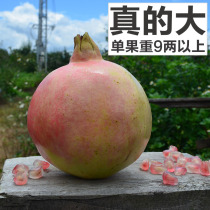 Listed in September Yunnan Mengzi thin skin green seed Crystal extra large sweet Pomegranate Fresh fruit 11 kg 12 packs