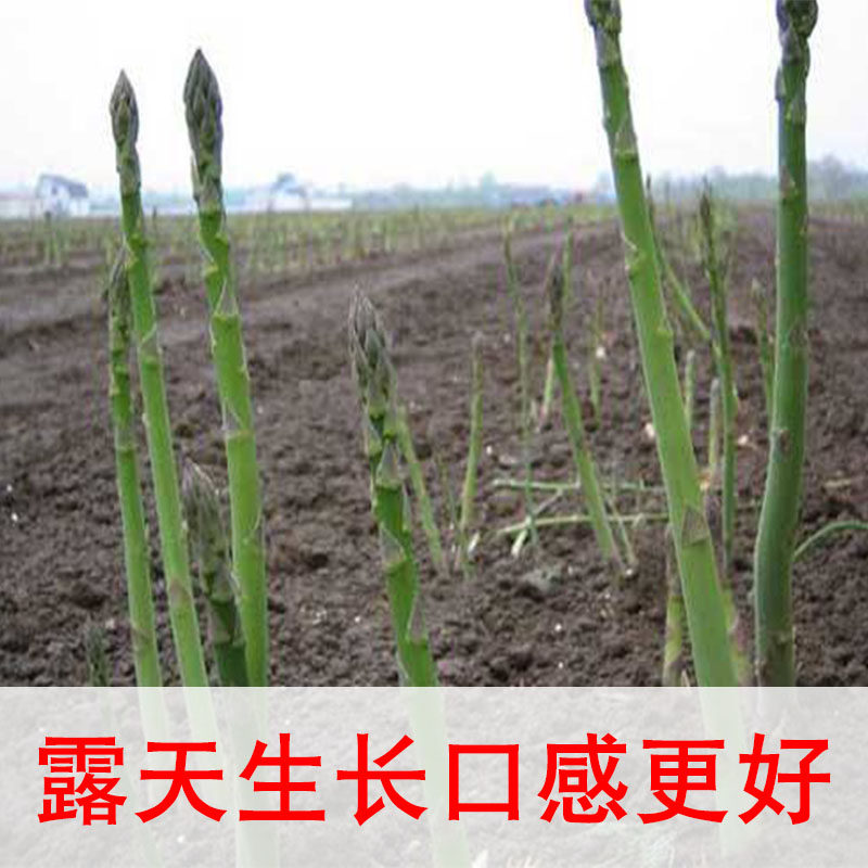 🌿新鲜特级嫩笋!菏泽绿芦笋500g,山东曹县农家直供,时令美味包邮到家!🌿-芦笋-淘宝好物网