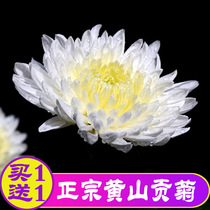 Anhui Golden Silk Gongchrysanthemum tea extra Huangshan Gongju authentic fetal chrysanthemum Hangdaisy Huahuang chrysanthemum clearing heat cans