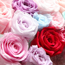 Eternal car material small Rose