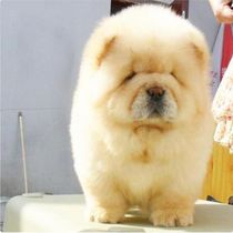  Chow Chow Puppy Purebred Shapi Pug Bigge Corgi Akita Shiba Inu Pet dog Puppy Real dog Live live animal