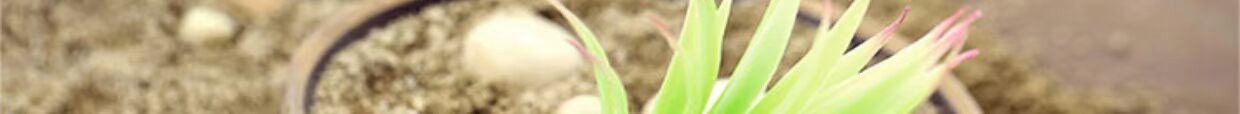 Mô phỏng thịt giả mọng nước trong chậu kết hợp vi cảnh đặt mini cây xanh trang trí nhỏ thực vật hoa nhân tạo Bắc Âu - Hoa nhân tạo / Cây / Trái cây giả hạc hoa hồng đỏ