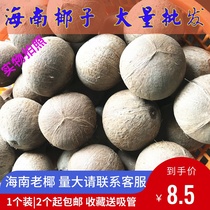 Hainan Old Coconut Polished Coconut Royal Pot Chicken Soup Coconut Green Coconut Fresh Old Coconut 1 8 9 yuan from 2