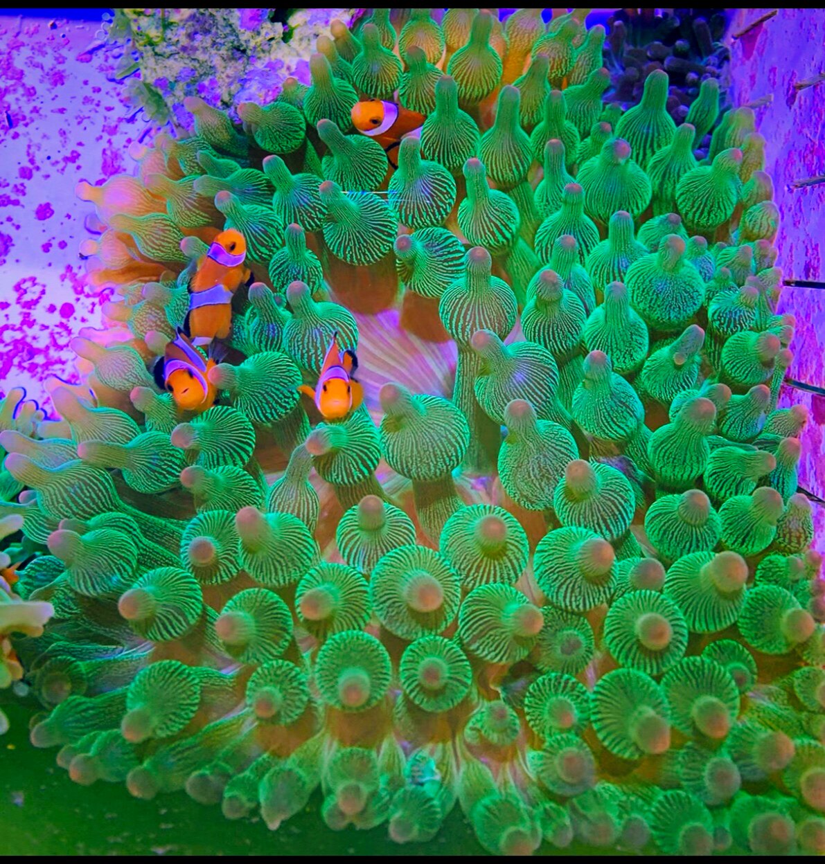 🌊荧光绿奶嘴海葵，新手也能轻松养活的小丑鱼共生伙伴🌊-其它水族宠物-淘宝好物网