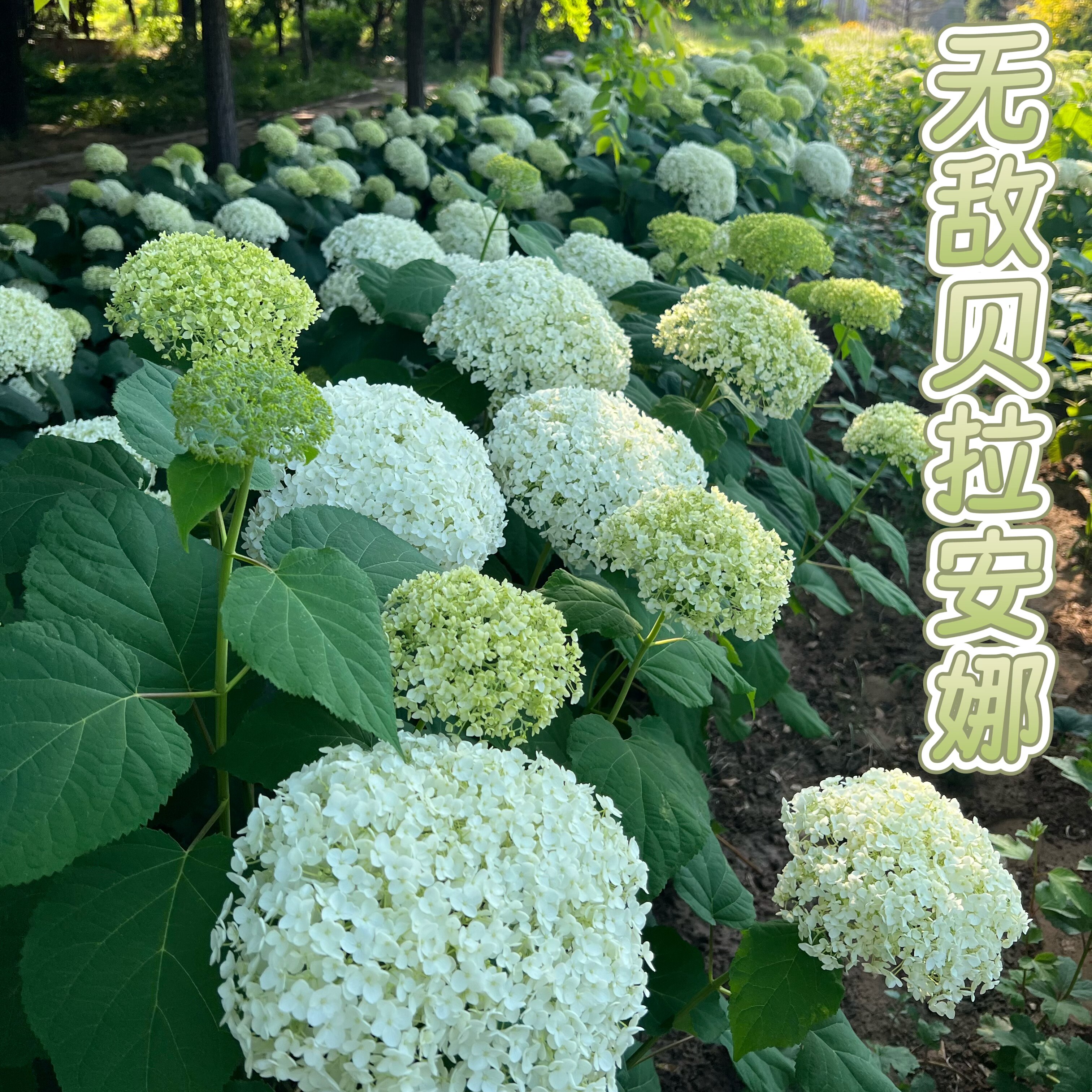 千园博翠绣球基地的LOGO