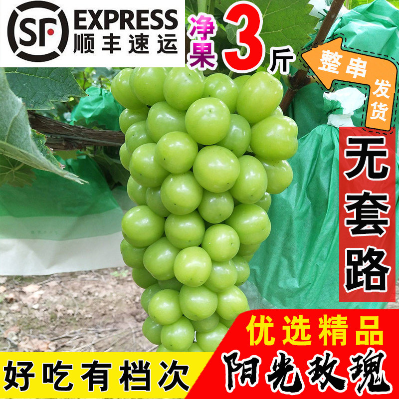 Sunshine Rose Grape Qingwang Xiangyin Seedless Green Grape Green Grape Pregnant Woman Fruit Net Weight 3 kg Fresh In Season