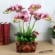 Trang trí trang trí mô phỏng PU Phalaenopsis chậu phụ kiện nhà phòng khách TV tủ hoa giả cây xanh trang trí hoa - Trang trí nội thất