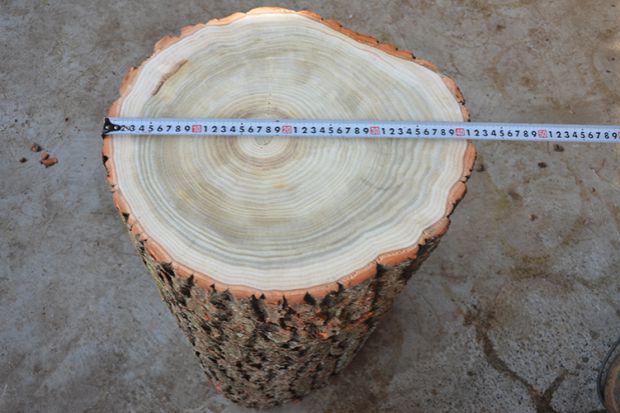 Gỗ phân cây thông gốc khắc bàn cà phê cơ sở phân gỗ trang trí trụ tròn phân lớn tấm khung thông thông trụ cột - Các món ăn khao khát gốc Gốc cây làm bàn