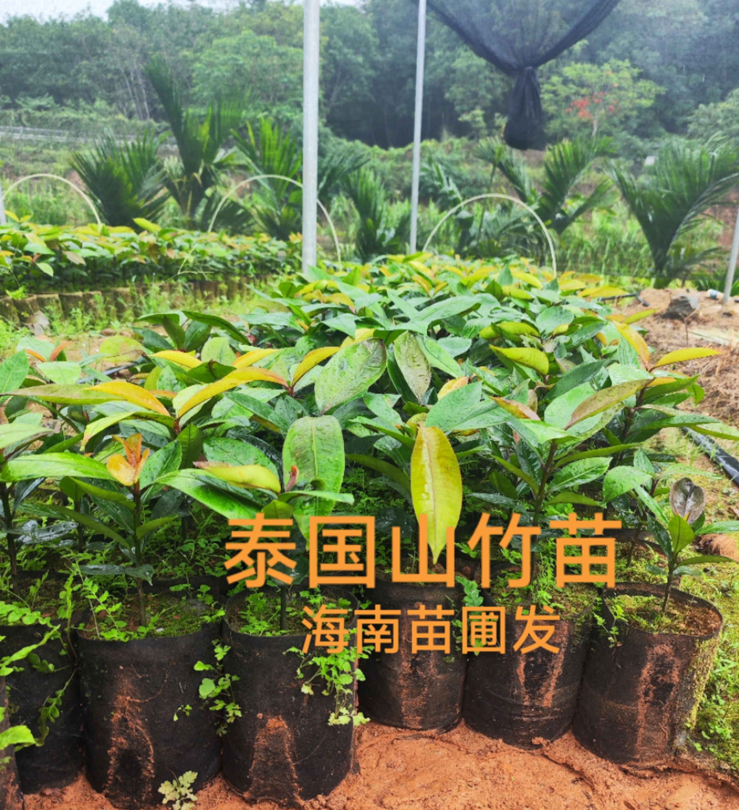 山竹树苗带果嫁接：岭南黄金泰国山竹，四季盆栽，南北方皆宜，如何在家种出热带风情?