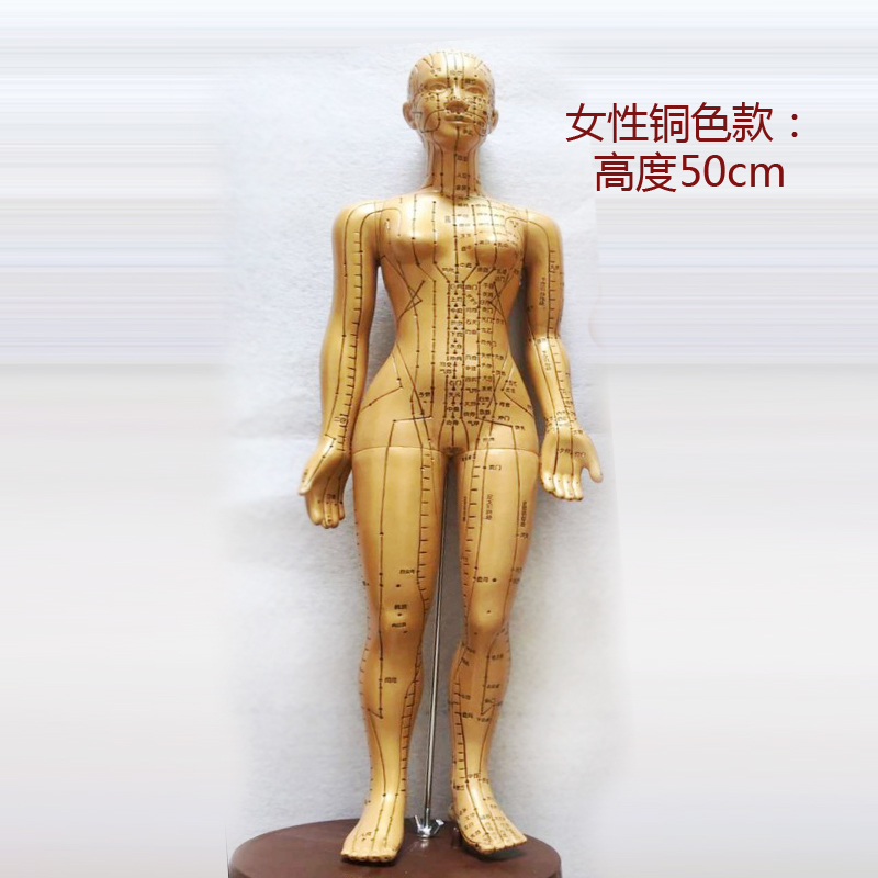 Đồng y tế cơ thể con người ngay vào huyệt châm cứu kinh tuyến massage font cơ thể phần nhỏ skeleton mô hình tĩnh mô hình xe đạp