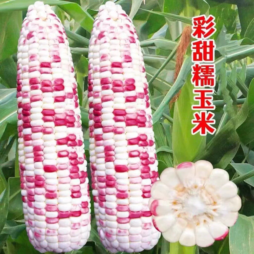 禾之源种业B的LOGO