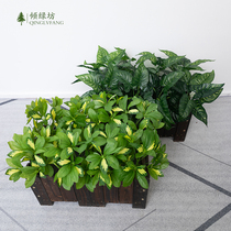 Simulation Green Loaf Hair Chaaf Plant Potted Fake Flower Living-room Outdoor Balcony Partition Fence Flower box to decorate the flower and grass
