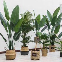 Nordic Emulation Plant Brigade People Banana Indoor Floor Potted Plant Pendulum Pieces Decorative Tortoise Back Leaves Bamboo Green Plant of Birds Fake Trees