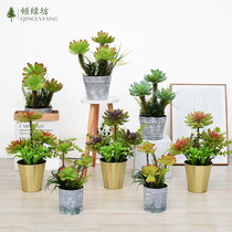 Simulation green plant red multi-meat cactus small potted office desktop furnishing fake flower decoration living-room pendulum