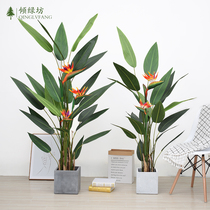 Nordic Wind Emulation Green Plant Turtle Back Leaf Landing Bonsai Auspicious Sky Church Bird Indoor Home Swing station Banana Sunflower Tree