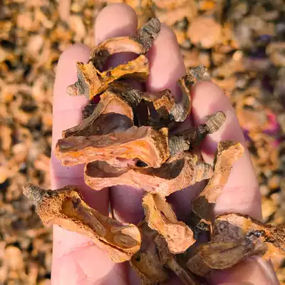 Guangxi farmer tea fruit core tea seed core 500g tea heart new goods
