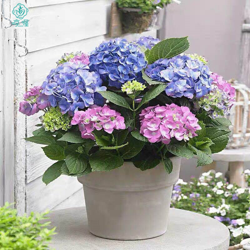 无尽夏绣球花苗盆栽花卉植物大花室内好养的花四季开花